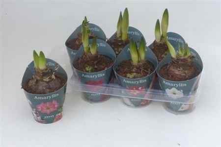 Горшечные цветы и растения оптом Hipp Gem 4 Srt 2 Branches от 7шт из Голландии с доставкой по России