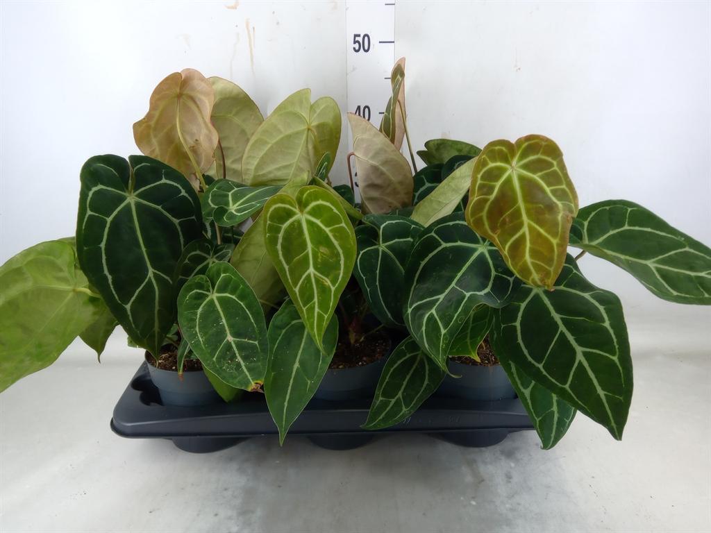 Горшечные цветы и растения оптом Anthurium   ... от 6шт из Голландии с доставкой по России