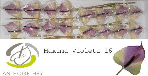 Срезанные цветы оптом Anthurium maxima violeta от 16шт из Голландии с доставкой по России