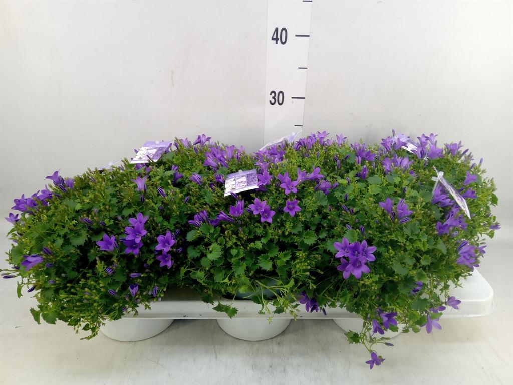 Горшечные цветы и растения оптом Campanula Porten. от 6шт (для телеги) из Голландии с доставкой по России