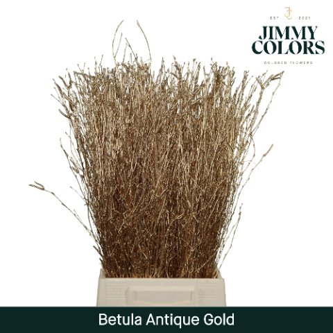 Срезанные цветы оптом Betula paint gold antique от 10шт. из Голландии с доставкой по России