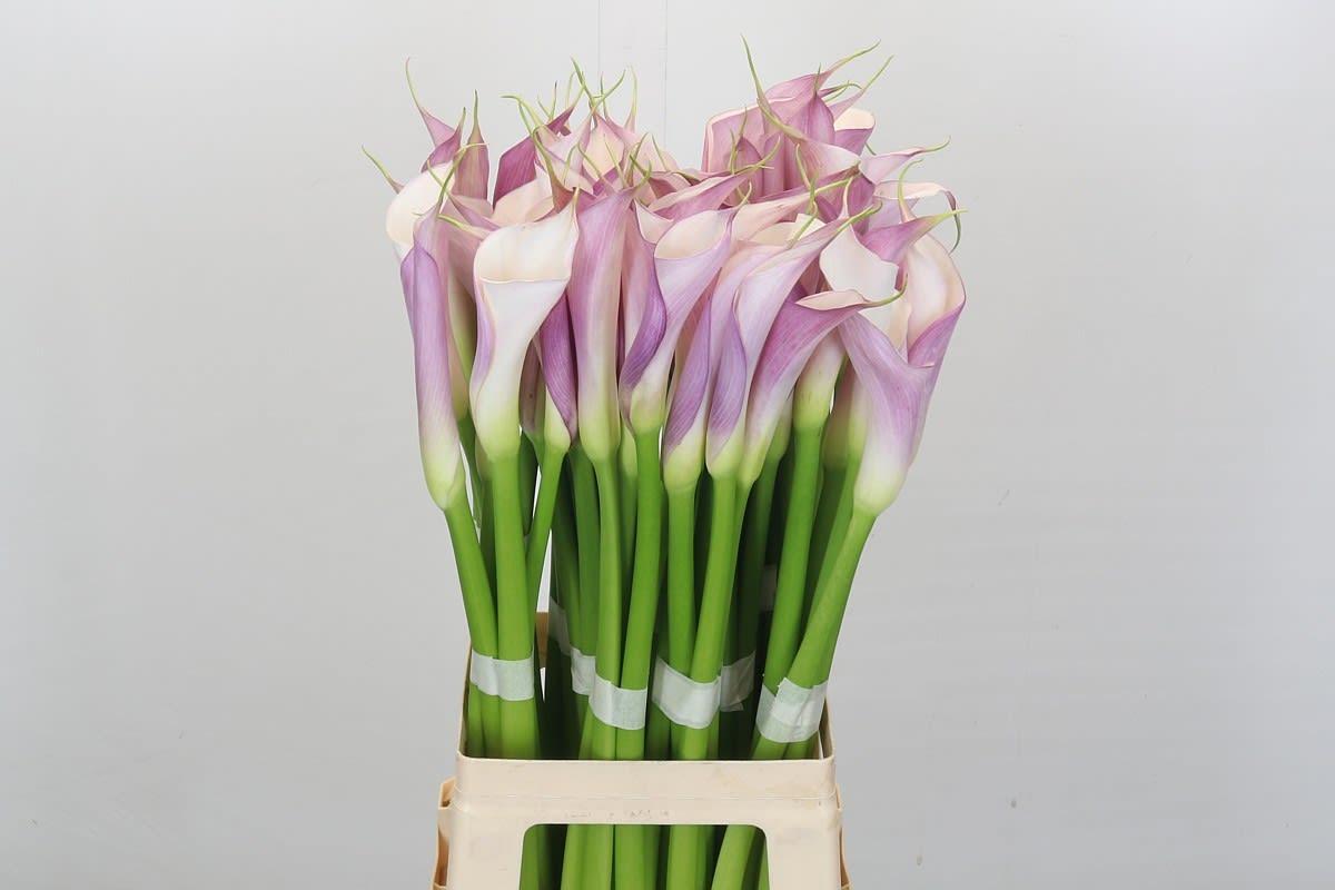 Срезанные цветы оптом Zantedeschia ae eydolls purple white от 60шт из Голландии с доставкой по России