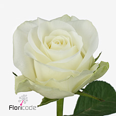 Срезанные цветы оптом Rosa large countdown от 40шт из Голландии с доставкой по России