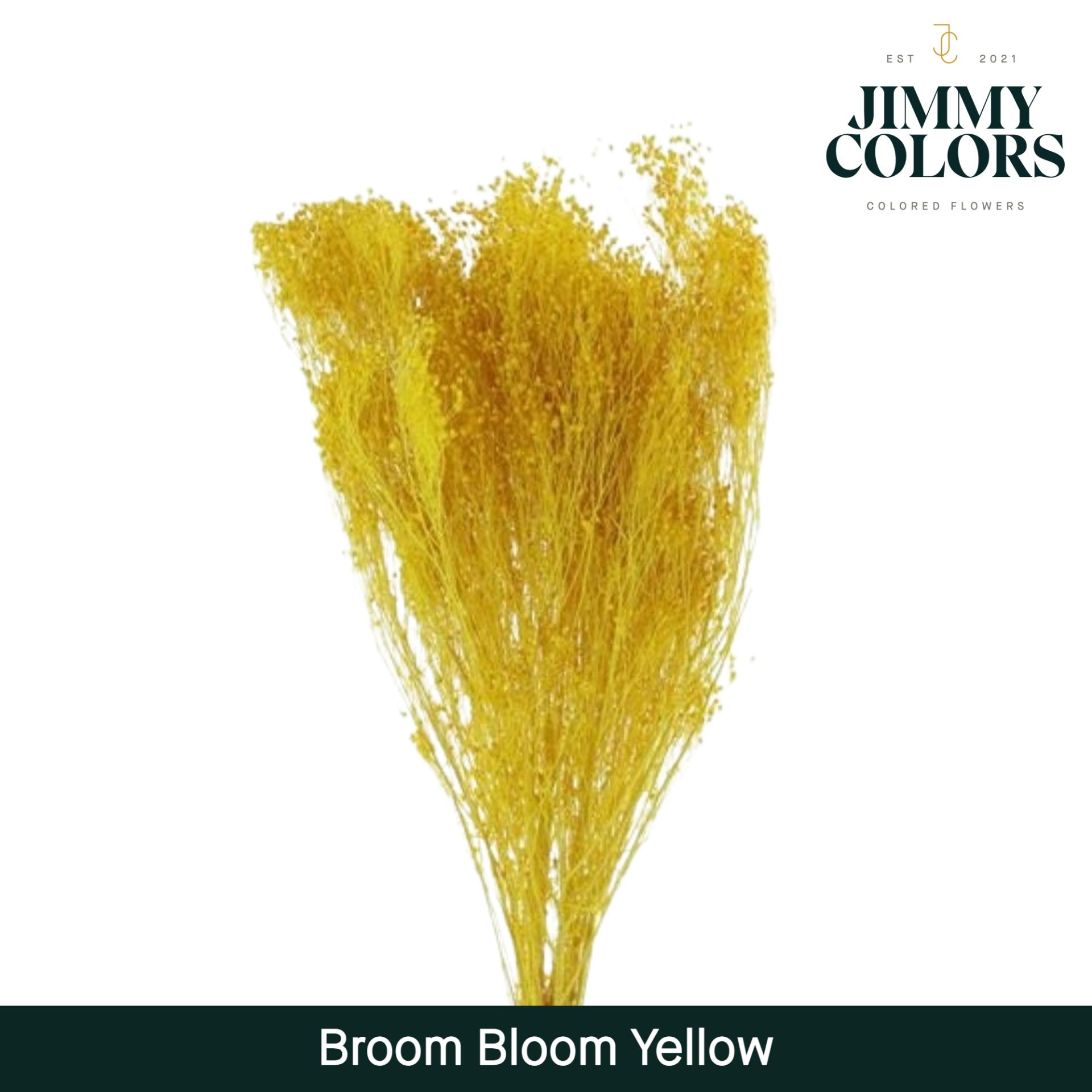 Срезанные цветы оптом Broom bloom paint yellow от 5шт из Голландии с доставкой по России