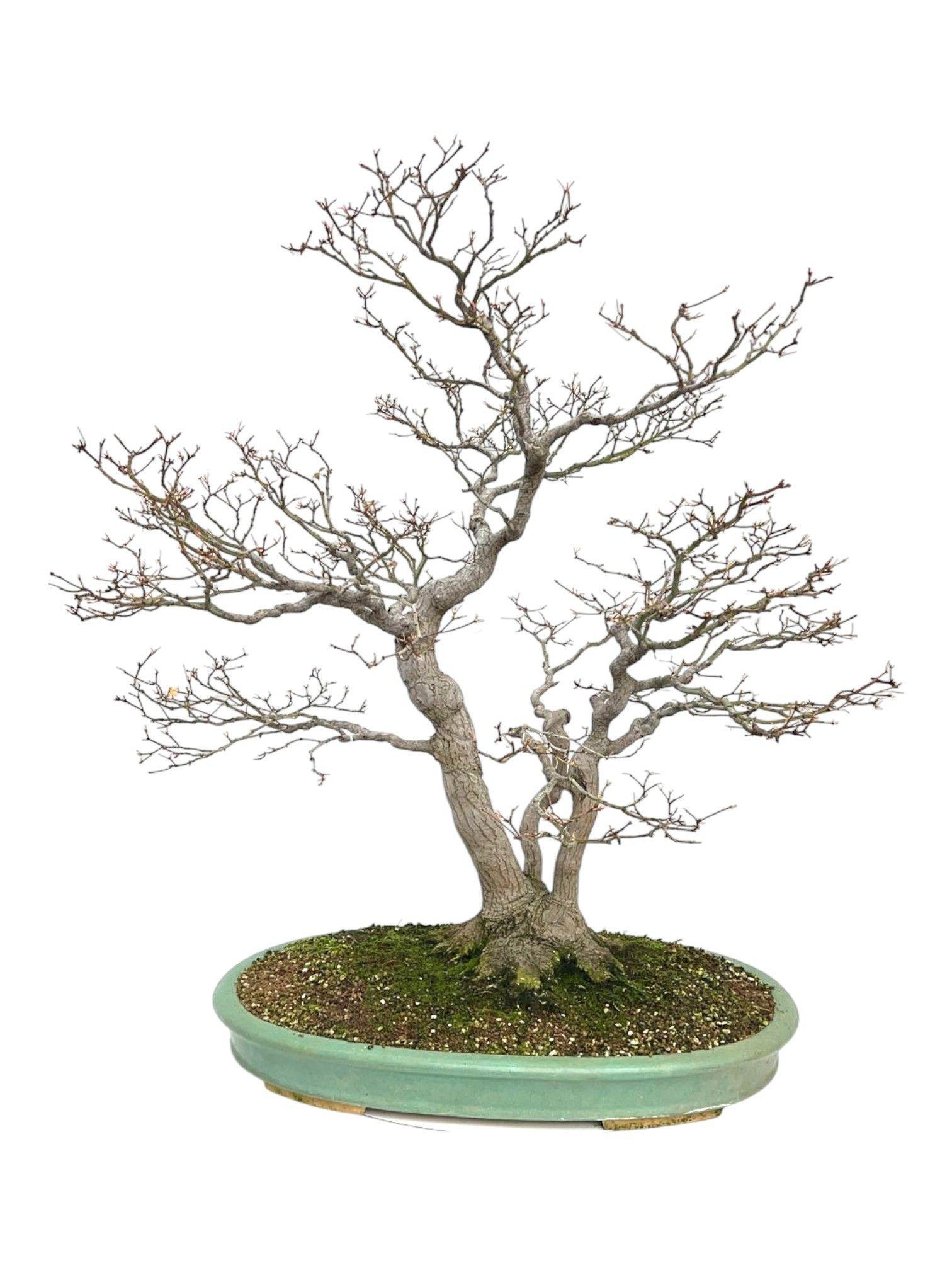 Горшечные цветы и растения оптом Acer Palmatum, Pot 60cm, Height 90cm *very Exclusi от 1шт из Голландии с доставкой по России