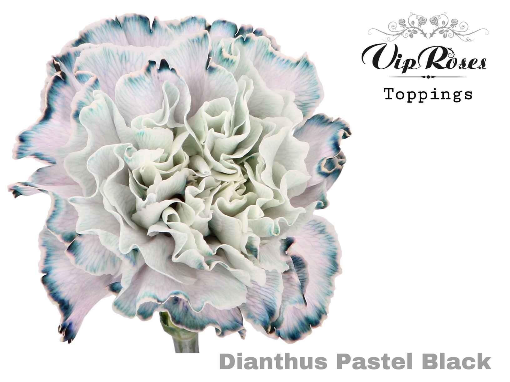 Срезанные цветы оптом Dianthus st paint pastel black от 40шт из Голландии с доставкой по России