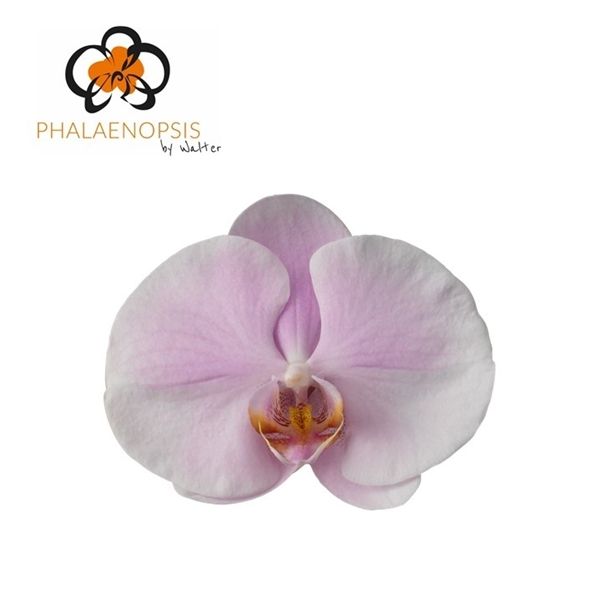 Срезанные цветы оптом Phalaenopsis tikal (per stem) от 15шт из Голландии с доставкой по России