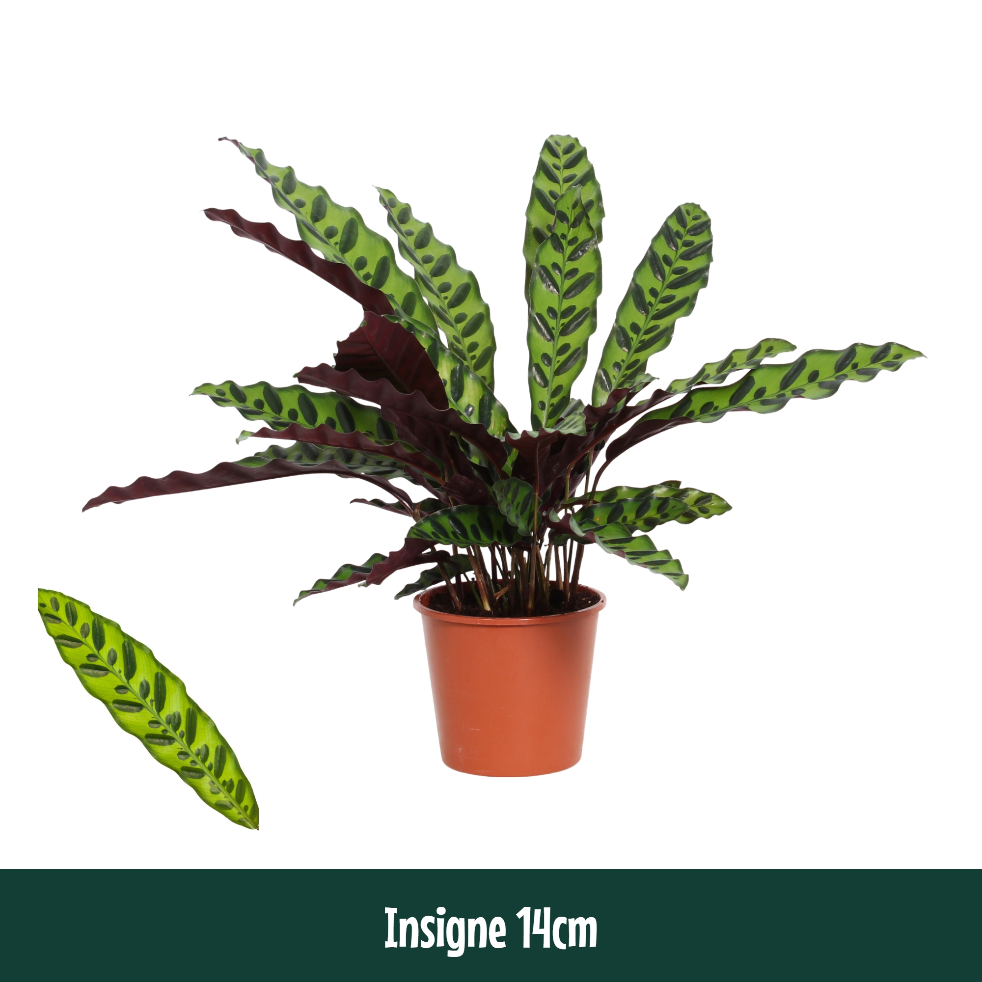 Горшечные цветы и растения оптом Calathea Insigne Lancifolia от 8шт из Голландии с доставкой по России