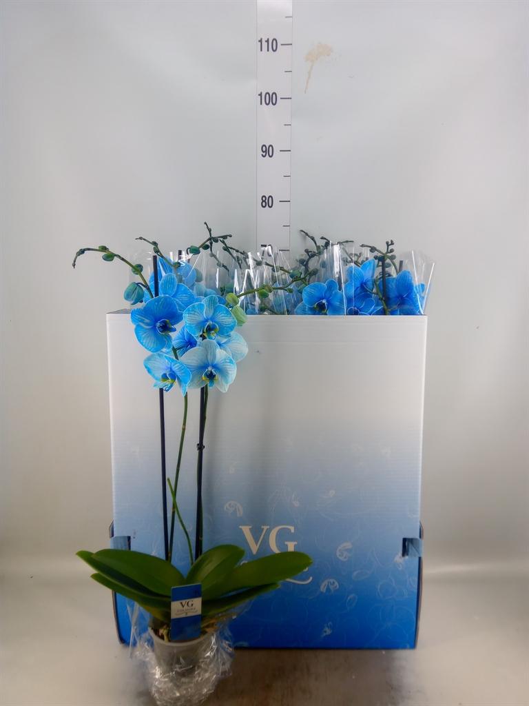 Горшечные цветы и растения оптом Phalaenopsis   ... от 10шт из Голландии с доставкой по России