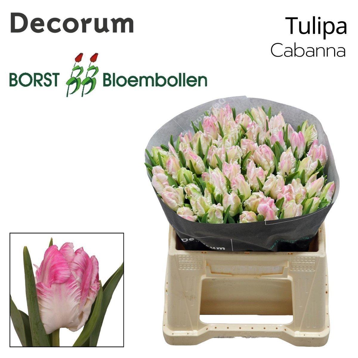 Срезанные цветы оптом Tulipa pa cabana от 50шт из Голландии с доставкой по России