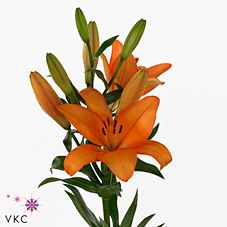 Срезанные цветы оптом Lilium la honesty supra от 50шт из Голландии с доставкой по России