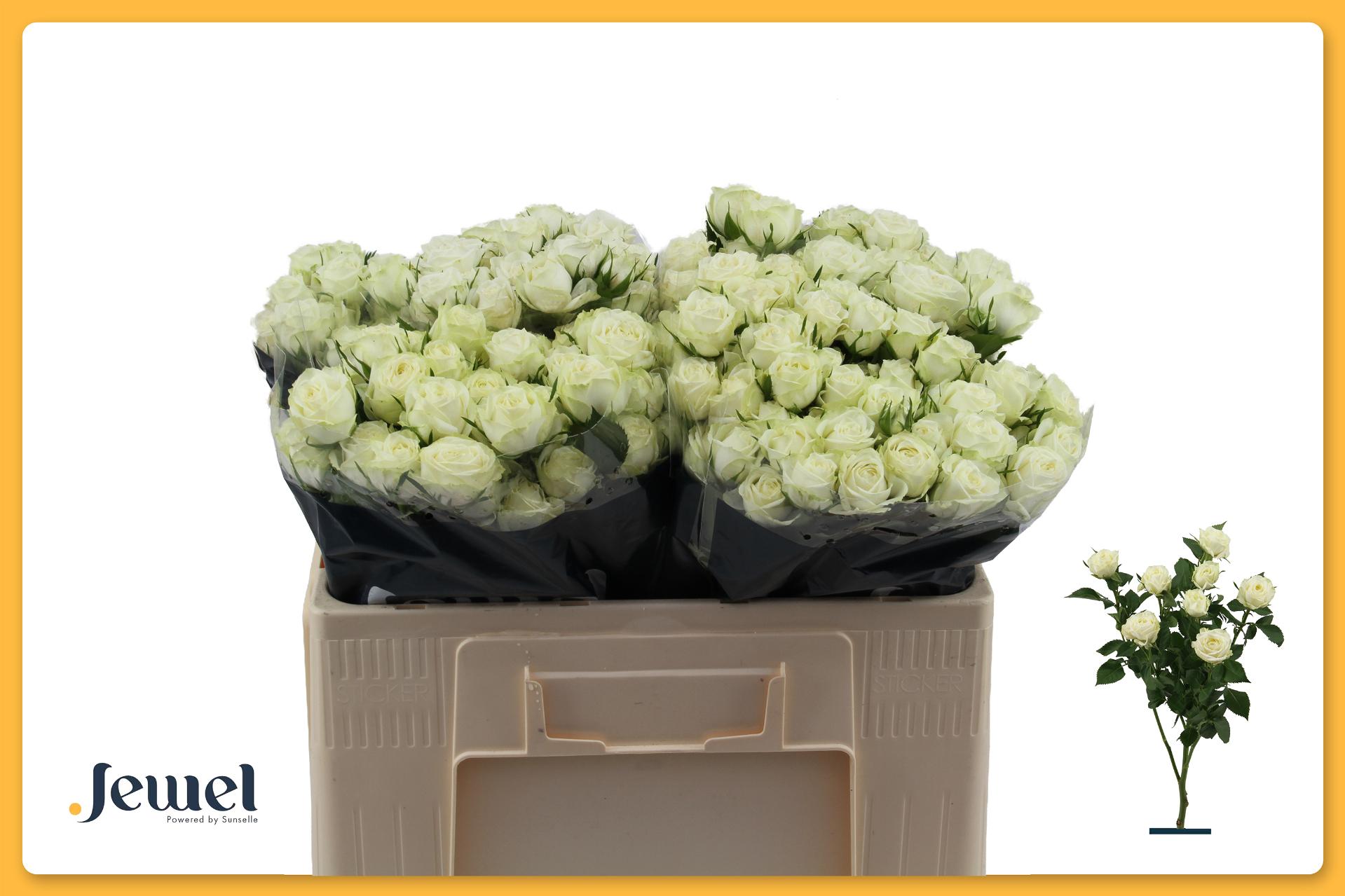 Срезанные цветы оптом Rosa spray milky way от 40шт из Голландии с доставкой по России