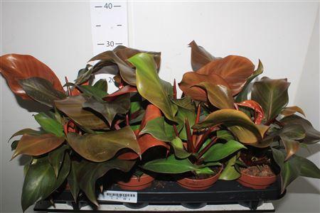 Горшечные цветы и растения оптом Phil Sunlight от 8шт из Голландии с доставкой по России Горшечные цветы и растения оптом Phil Sunlight от 8шт из Голландии с доставкой по России