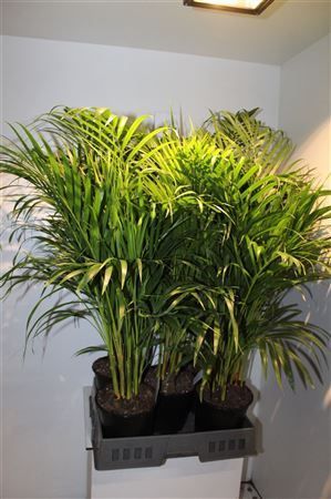 Горшечные цветы и растения оптом Dypsis Lutescens 20pp от 5шт из Голландии с доставкой по России