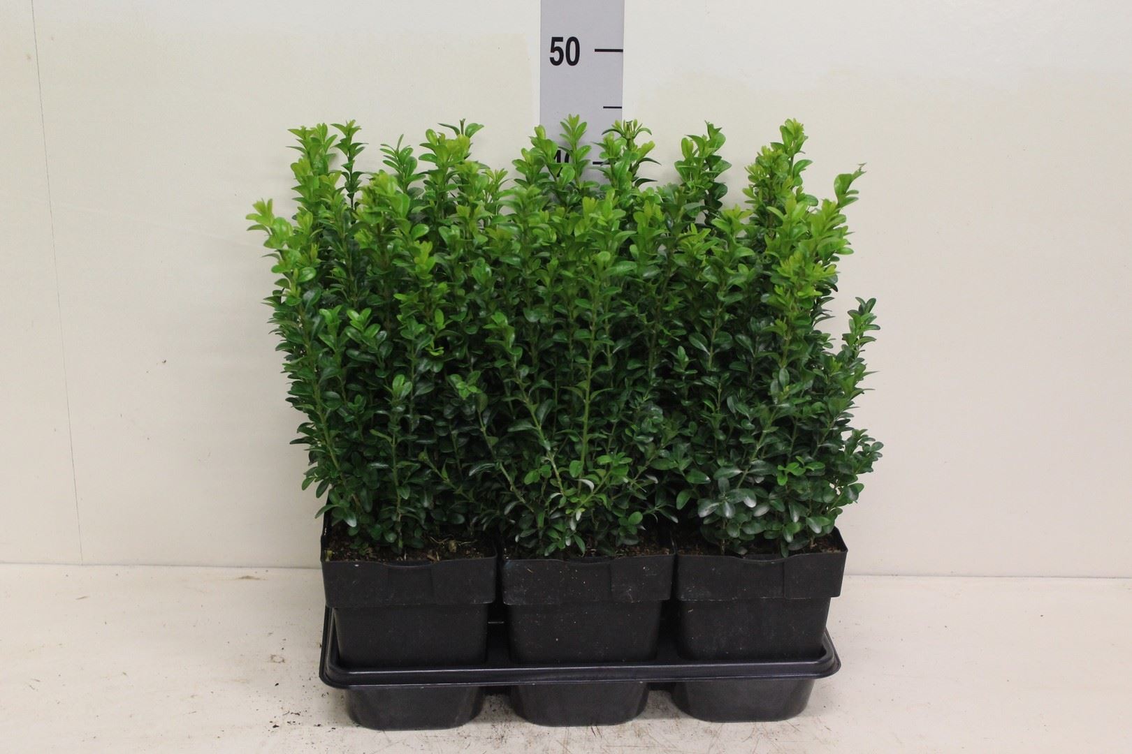 Горшечные цветы и растения оптом Buxus Semp.   ... от 6шт из Голландии с доставкой по России