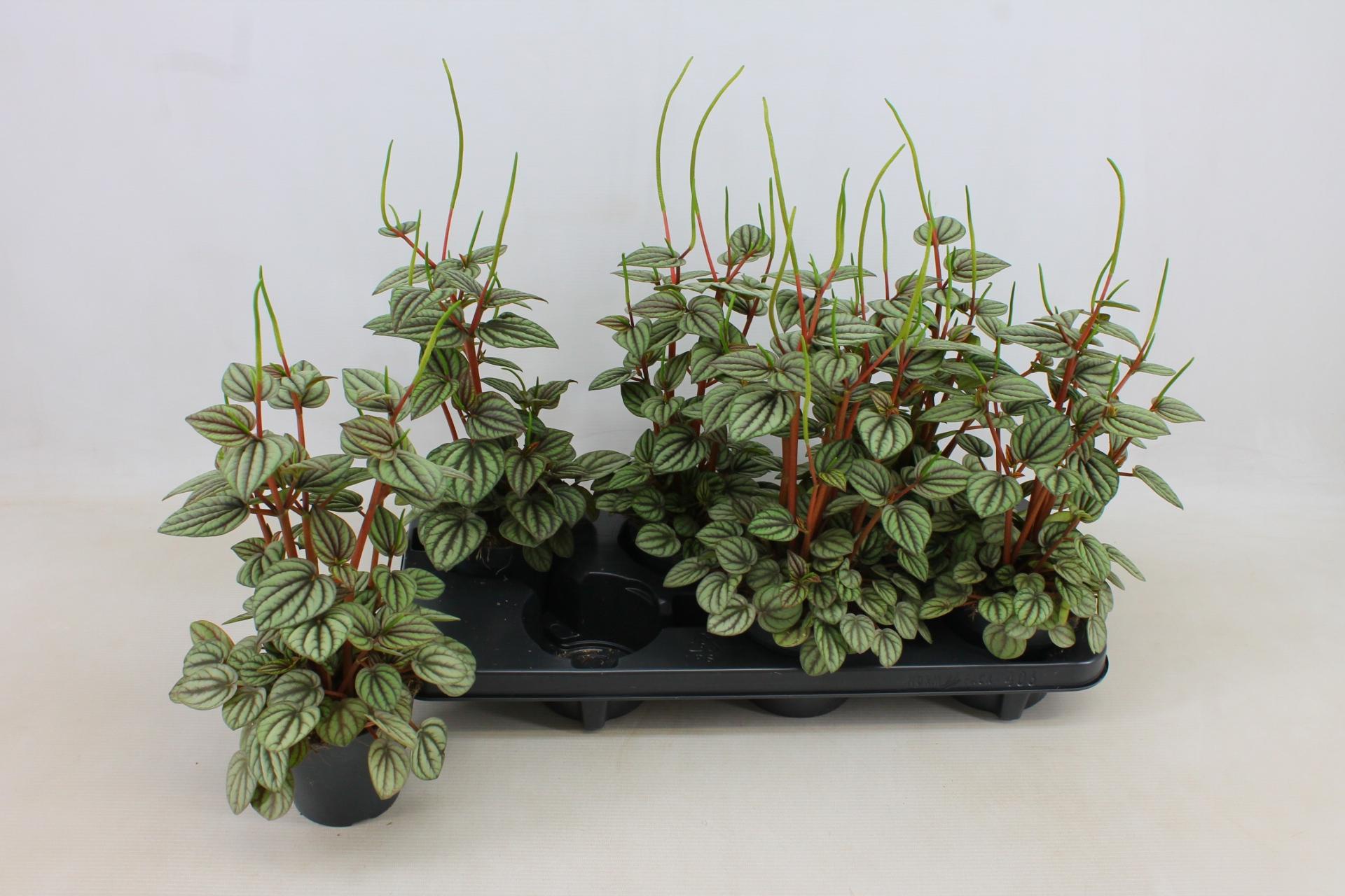 Горшечные цветы и растения оптом Pep Ov от 6шт из Голландии с доставкой по России