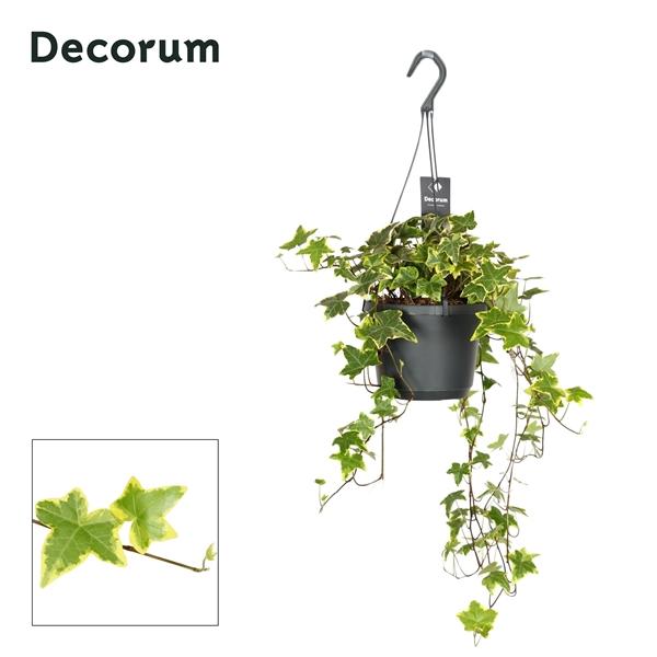 Горшечные цветы и растения оптом Hedera Helix Yellow Ripple от 6шт из Голландии с доставкой по России