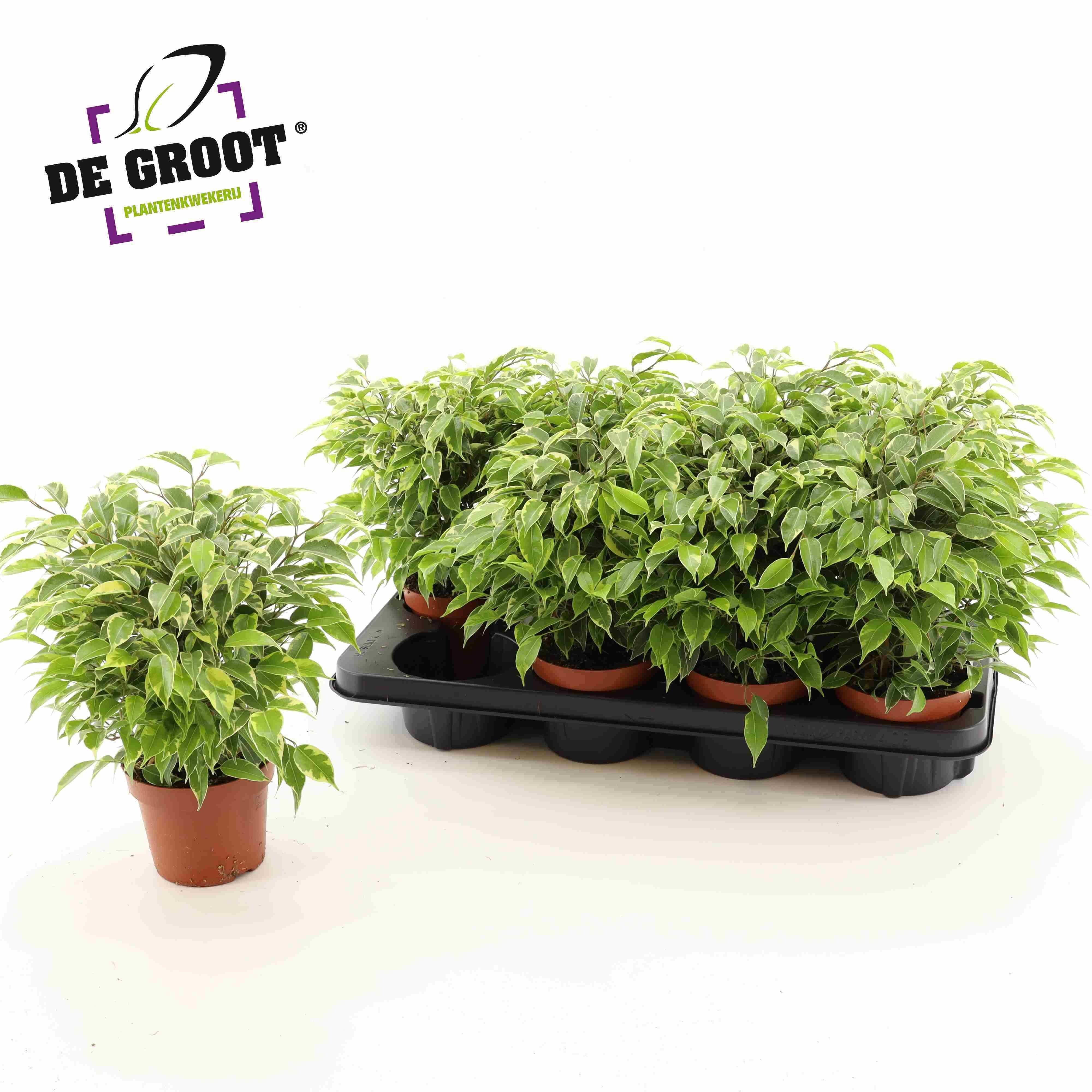 Горшечные цветы и растения оптом Fic Be Kinky от 8шт из Голландии с доставкой по России