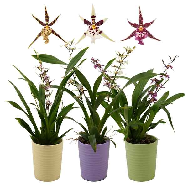 Горшечные цветы и растения оптом Orchid 1-2st Mix Titanium Treasure In Pot от 8шт из Голландии с доставкой по России