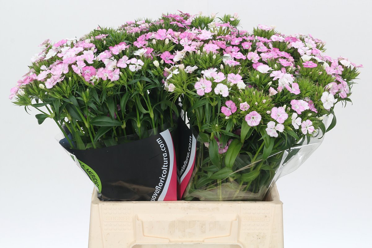 Срезанные цветы оптом Dianthus br amazone pink magic от 100шт из Голландии с доставкой по России