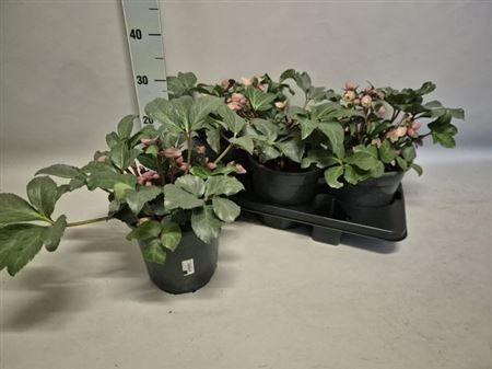 Горшечные цветы и растения оптом Hell Angel Glow от 3шт из Голландии с доставкой по России