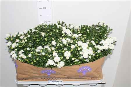 Горшечные цветы и растения оптом Aste Showm Snow White от 15шт из Голландии с доставкой по России