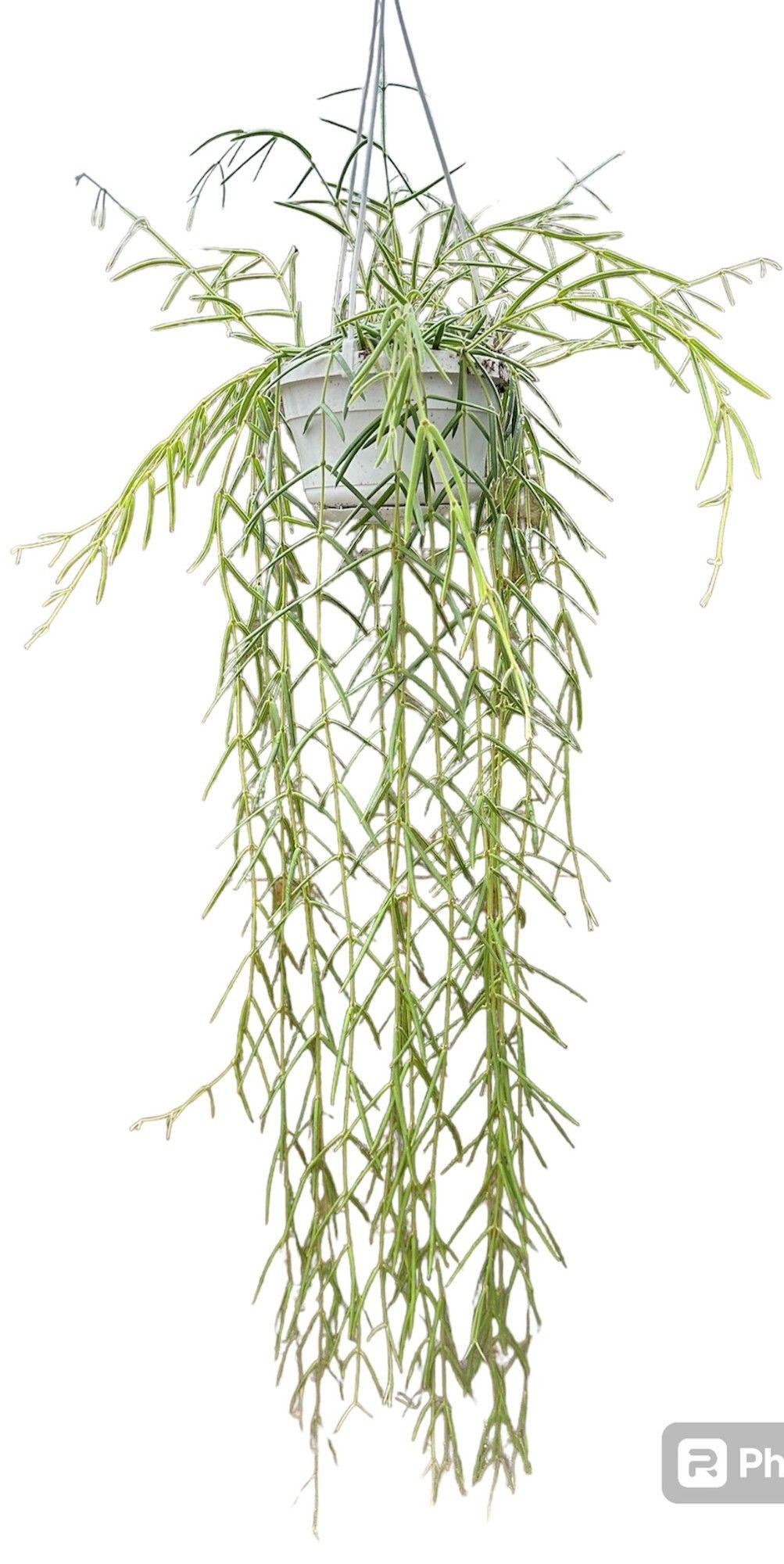 Горшечные цветы и растения оптом Hoya Linearis от 1шт из Голландии с доставкой по России