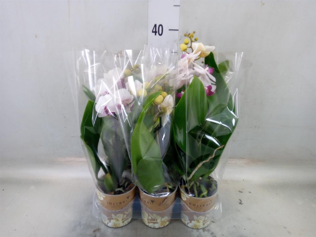 Горшечные цветы и растения оптом Phalaenopsis Multi.   ...white от 6шт (для телеги) из Голландии с доставкой по России