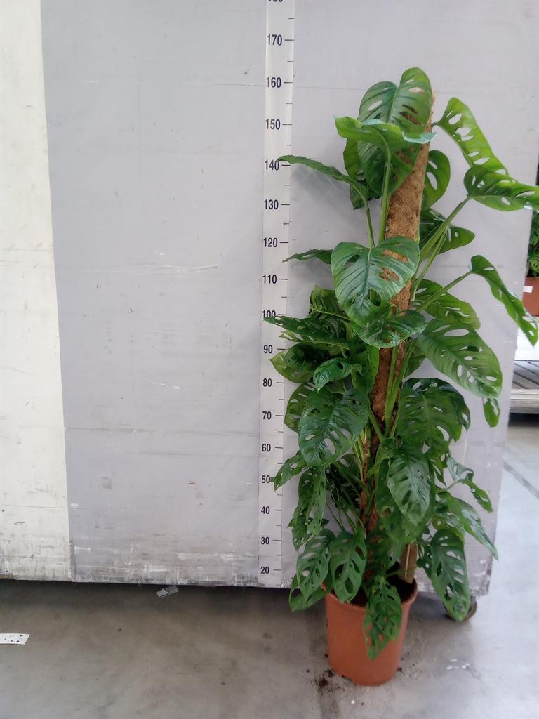 Горшечные цветы и растения оптом Monstera Obliqua Monkey Mask от 1шт из Голландии с доставкой по России