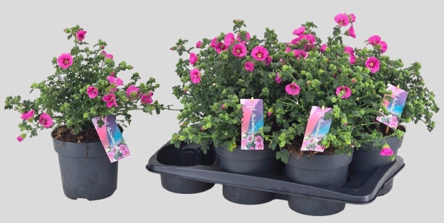 Горшечные цветы и растения оптом Anis Cap El Princess от 6шт из Голландии с доставкой по России