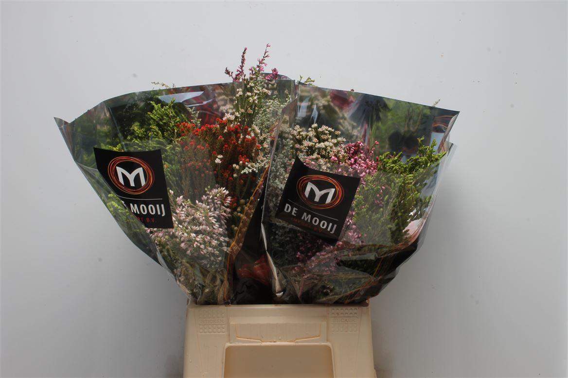 Срезанные цветы оптом Exoten safari green от 4шт из Голландии с доставкой по России