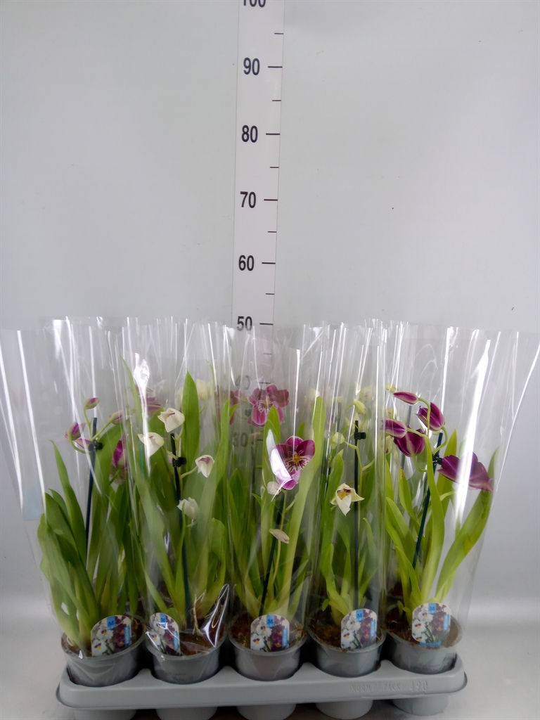 Горшечные цветы и растения оптом Miltoniopsis   ... от 10шт из Голландии с доставкой по России