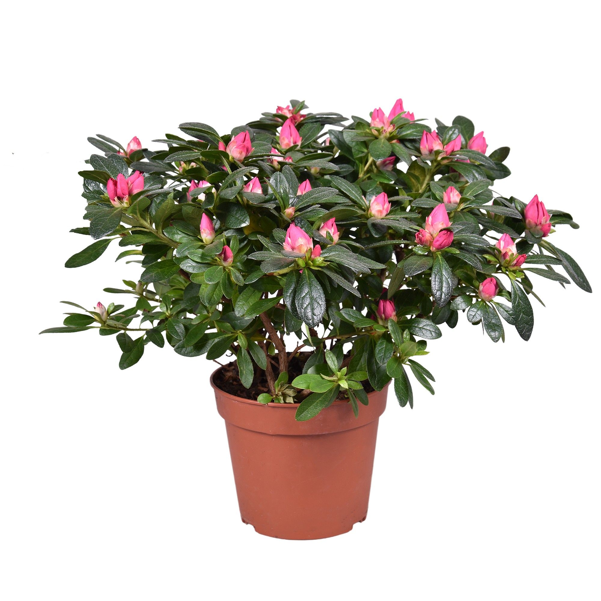 Горшечные цветы и растения оптом Azalea Tamira Red от 6шт из Голландии с доставкой по России