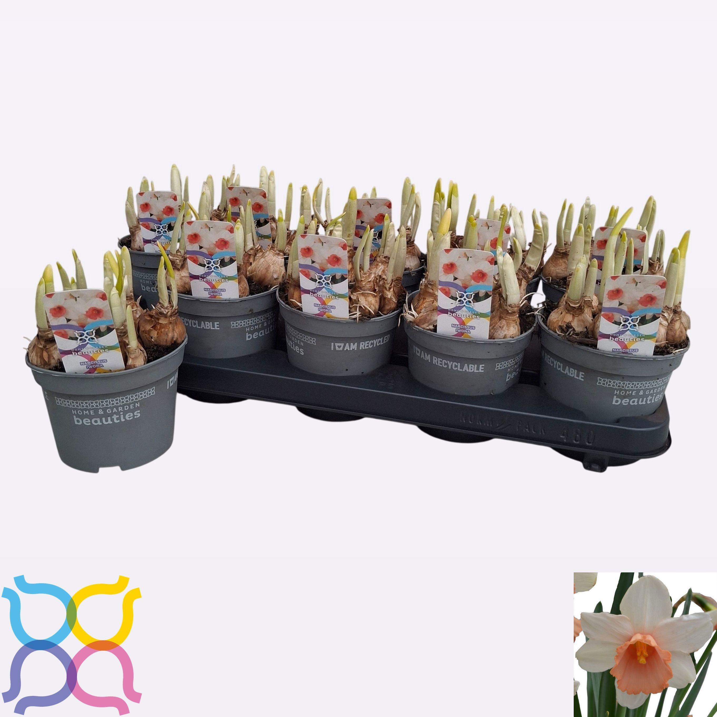Горшечные цветы и растения оптом Narc C Iwona от 10шт из Голландии с доставкой по России