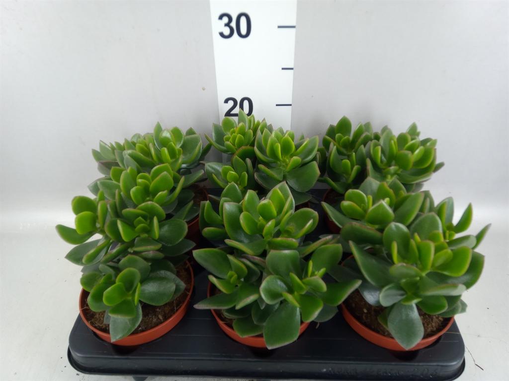 Горшечные цветы и растения оптом Crassula hulk AA от 6шт из Голландии с доставкой по России