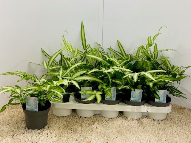 Горшечные цветы и растения оптом Pteris Albolineata от 10шт из Голландии с доставкой по России