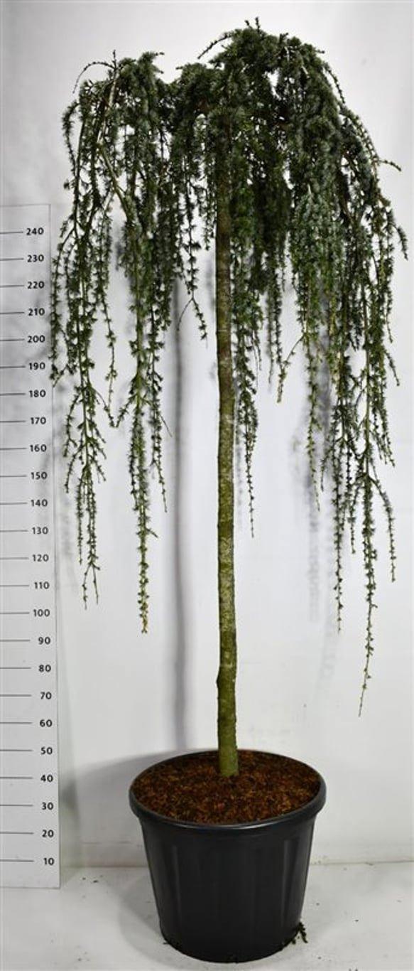Горшечные цветы и растения оптом Cedrus Atl. glauca Pendula от 1шт из Голландии с доставкой по России