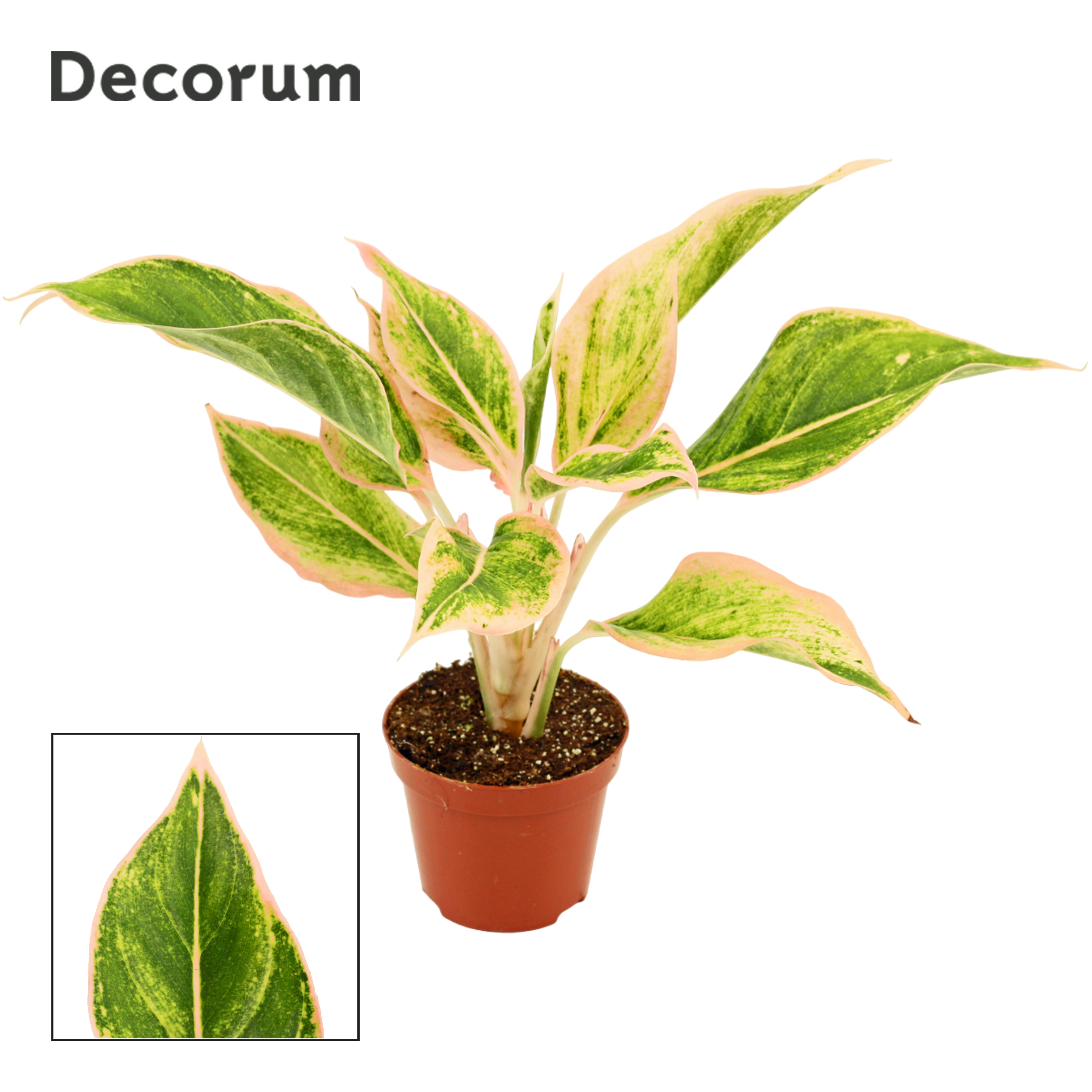 Горшечные цветы и растения оптом Aglaonema Lipstick Pink (decorum) от 18шт (для телеги) из Голландии с доставкой по России