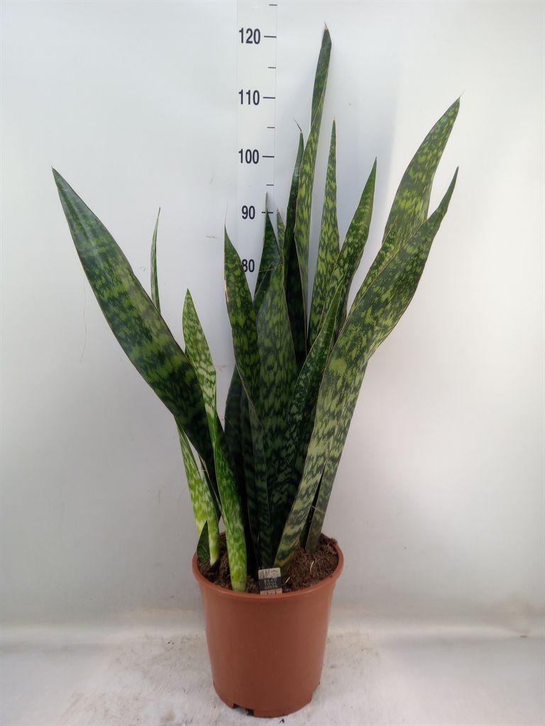 Горшечные цветы и растения оптом Sansevieria Trifa.   ... от 1шт из Голландии с доставкой по России