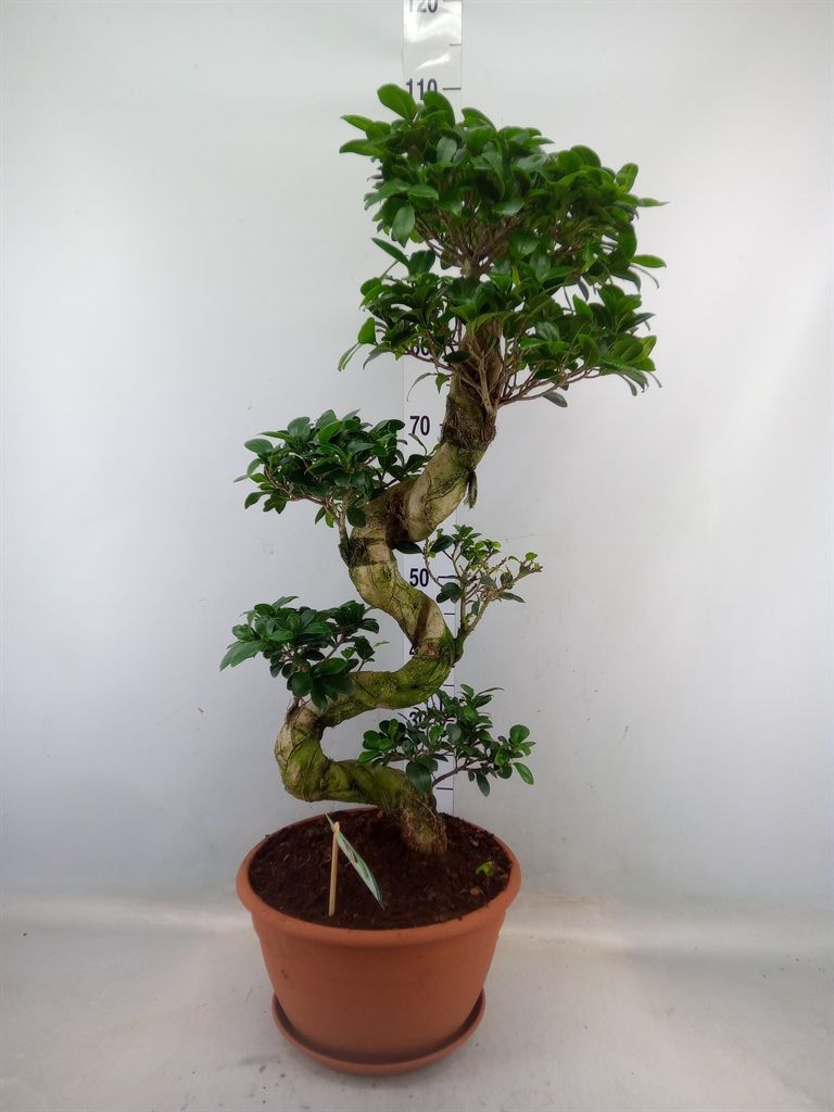 Горшечные цветы и растения оптом Ficus Ginseng S-type от 1шт из Голландии с доставкой по России