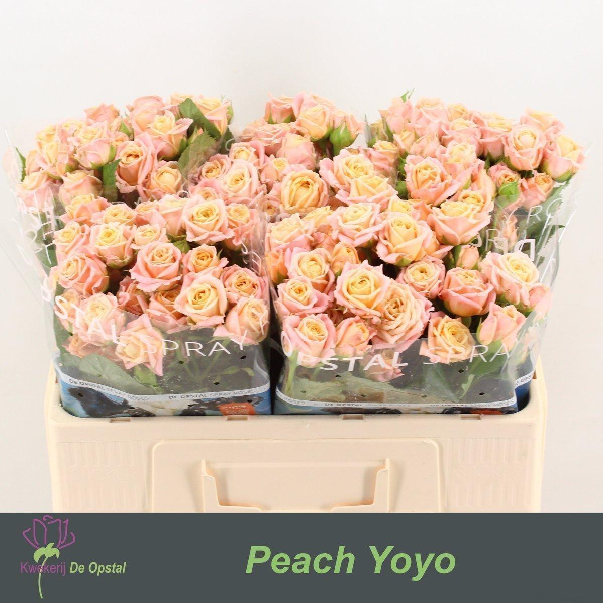 Срезанные цветы оптом Rosa spray peach yo-yo от 50шт из Голландии с доставкой по России