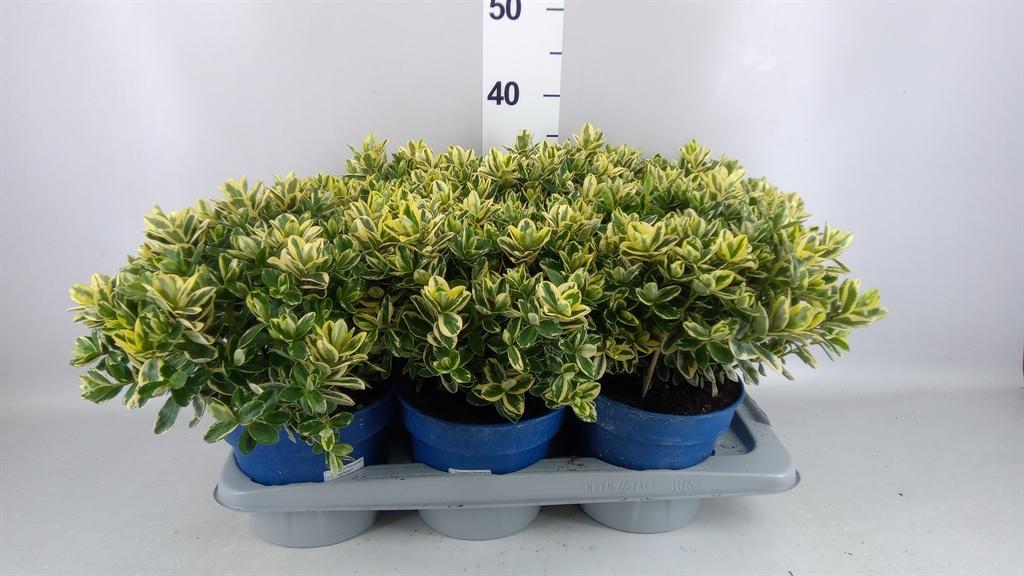 Горшечные цветы и растения оптом Hebe Andersonii variegata от 6шт из Голландии с доставкой по России