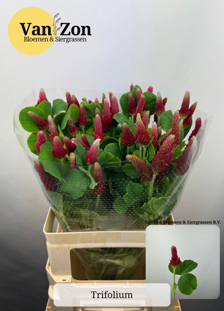 Срезанные цветы оптом Trifolium purpureum от 50шт из Голландии с доставкой по России