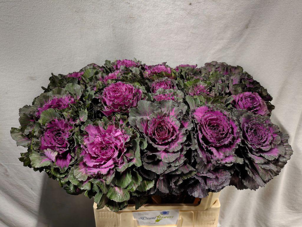 Срезанные цветы оптом Brassica elegance от 25шт из Голландии с доставкой по России