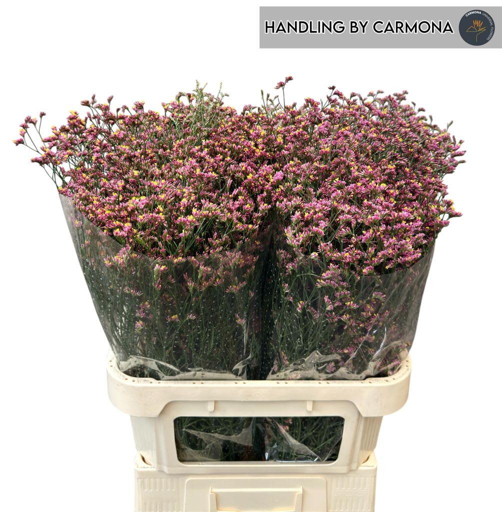 Срезанные цветы оптом Limonium china red от 50шт из Голландии с доставкой по России
