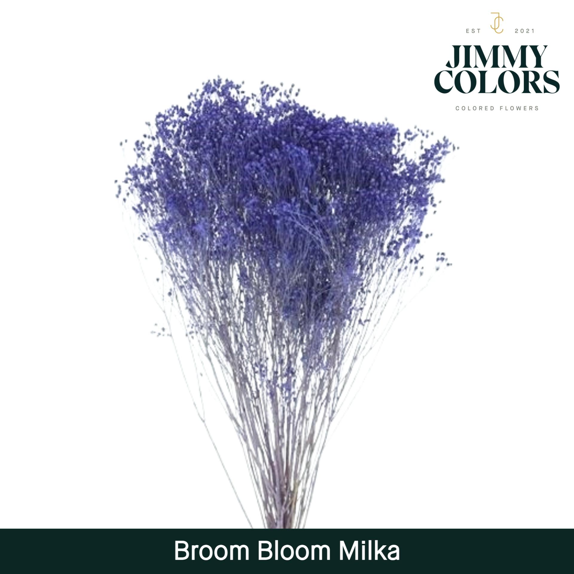 Срезанные цветы оптом Broom bloom paint milka от 5шт из Голландии с доставкой по России