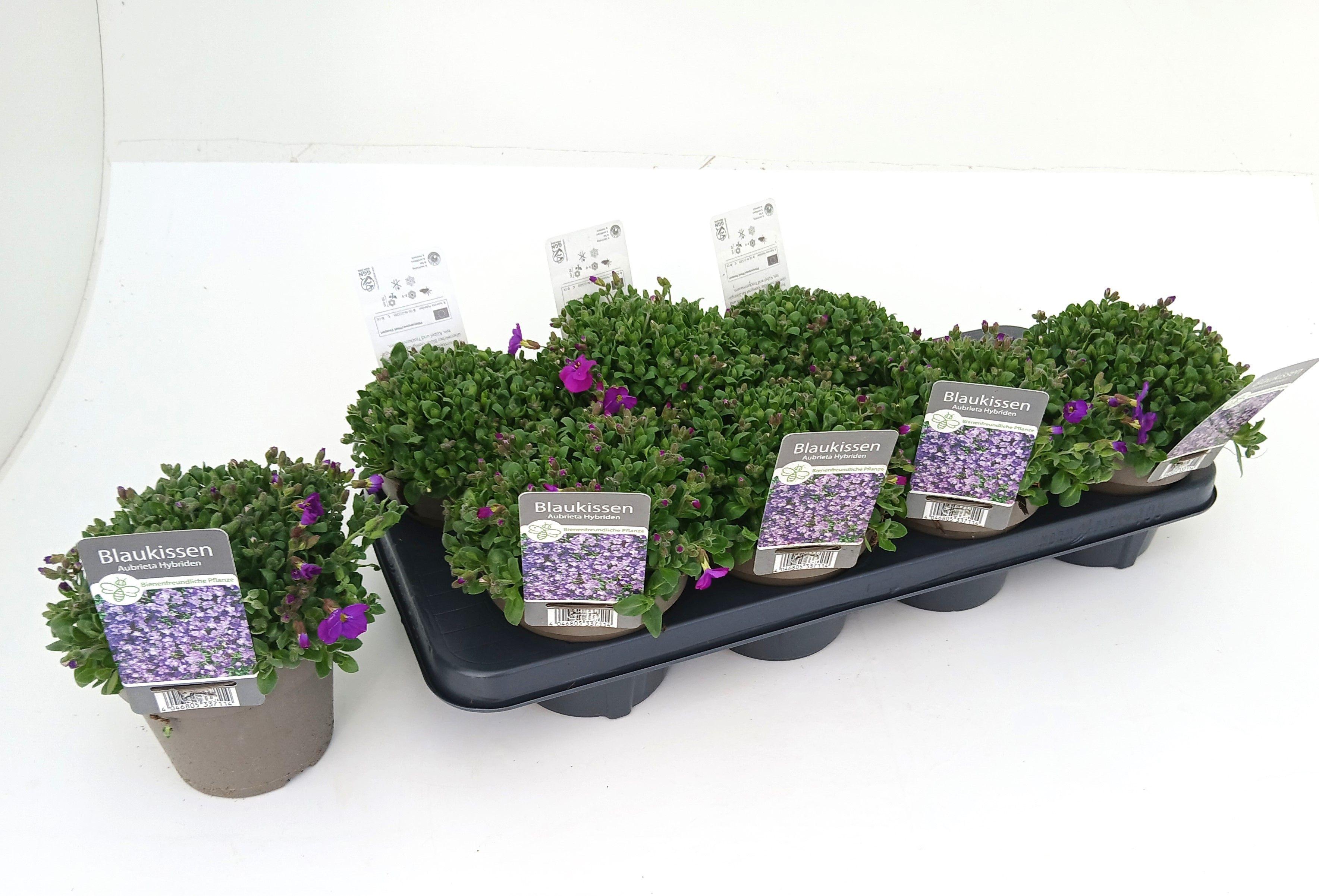 Горшечные цветы и растения оптом Aubr Gracilis от 8шт из Голландии с доставкой по России