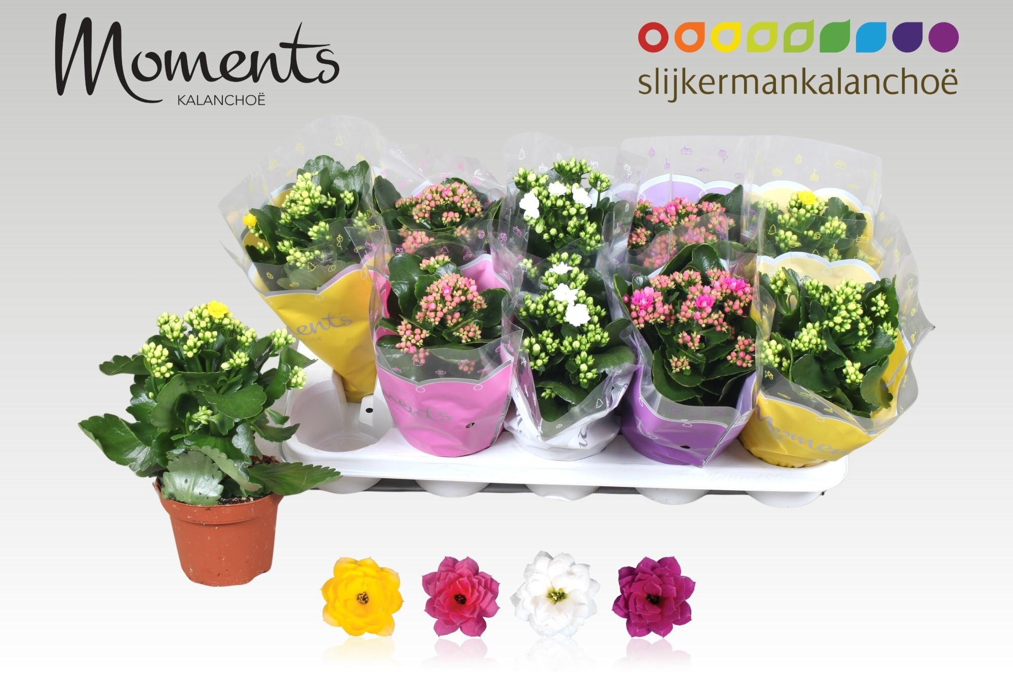 Горшечные цветы и растения оптом Kal Ge Gem 4 Kl от 10шт из Голландии с доставкой по России