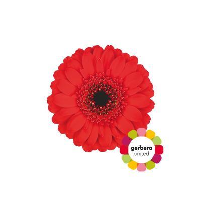 Срезанные цветы оптом Germini piccolini catania от 120шт из Голландии с доставкой по России