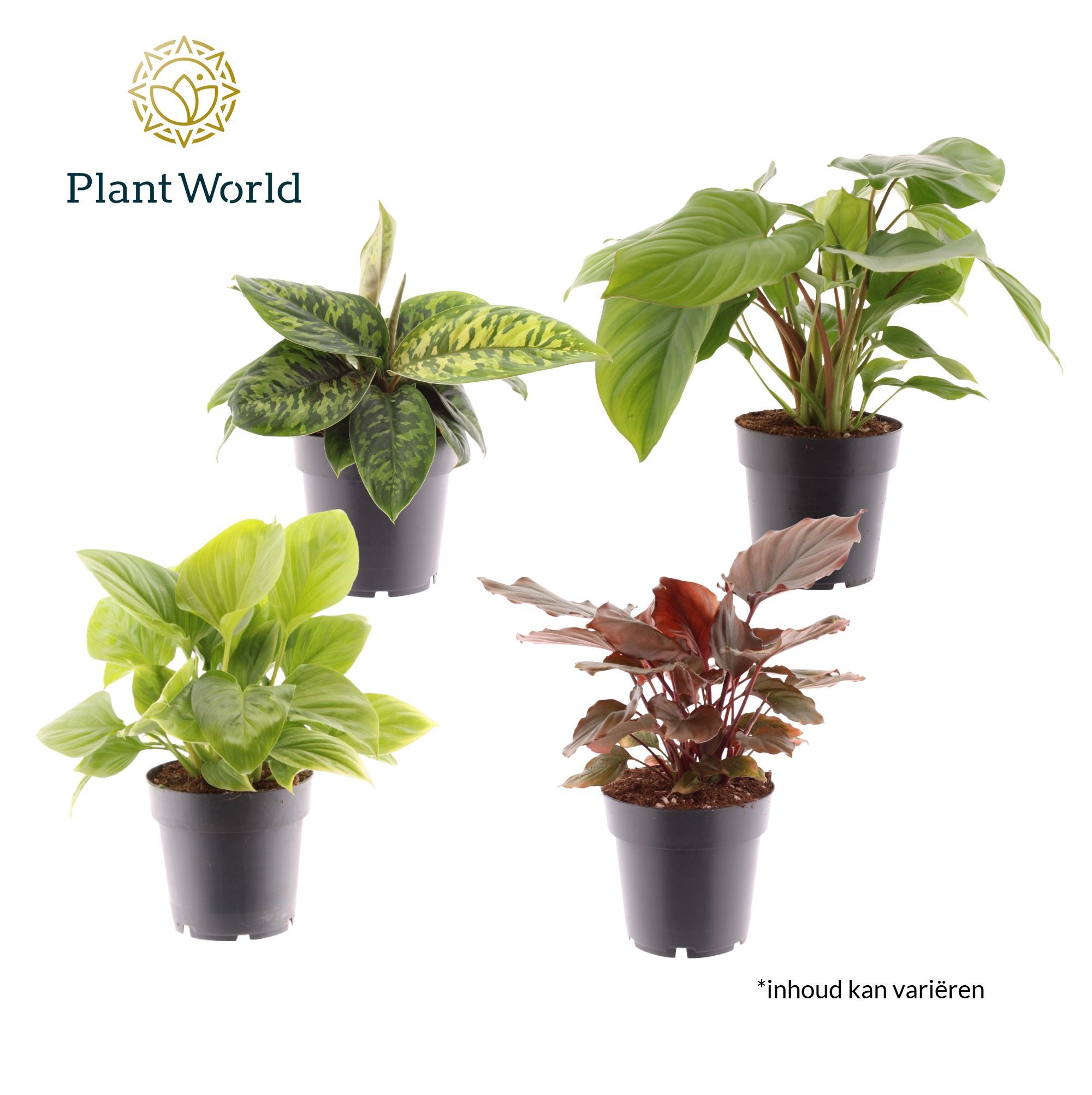 Горшечные цветы и растения оптом Homalomena Mix от 7шт из Голландии с доставкой по России